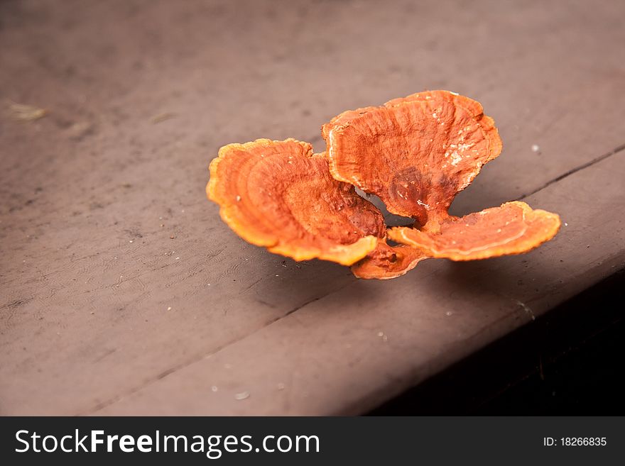 Image of an orange tree fungus on a wooden board
