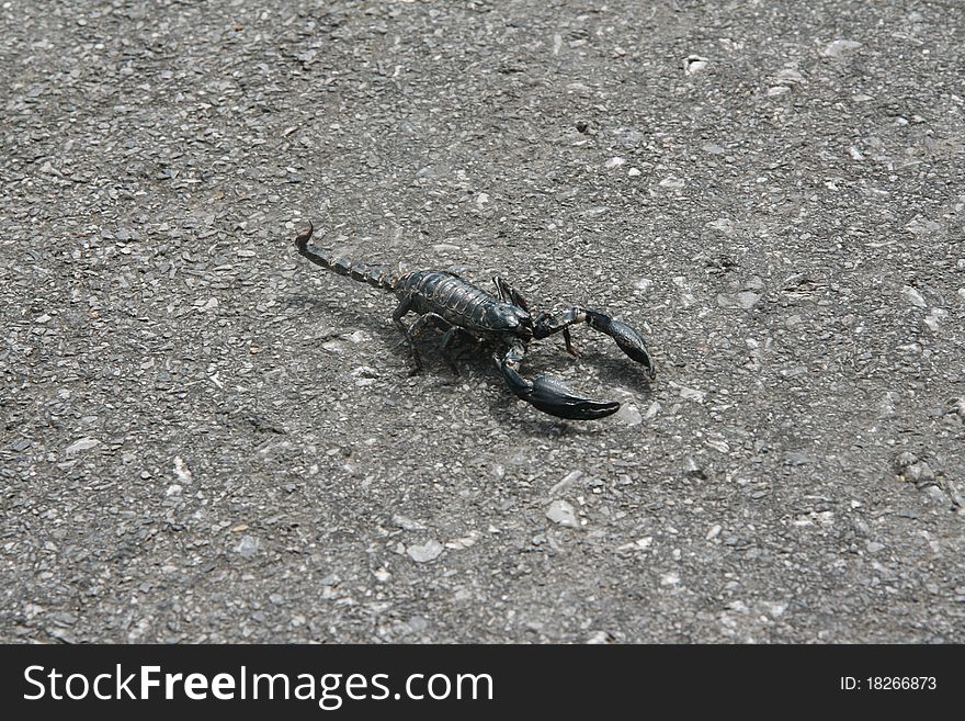 Image of black scorpion on the pavement