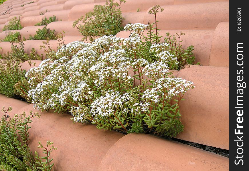 White plant on the roof in italy