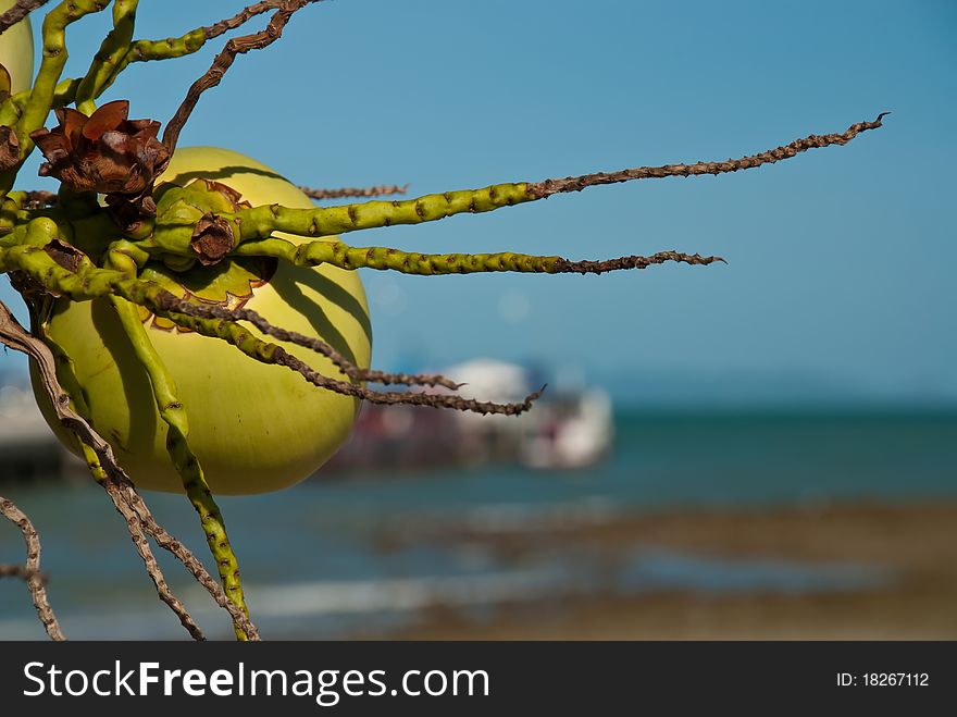 Coconut in front of pier blurred back ground