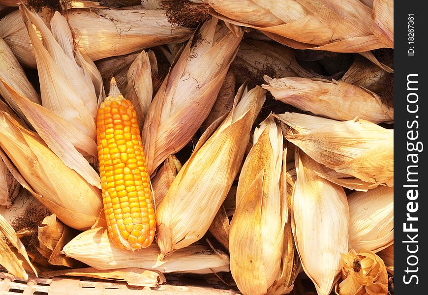 Dry corn