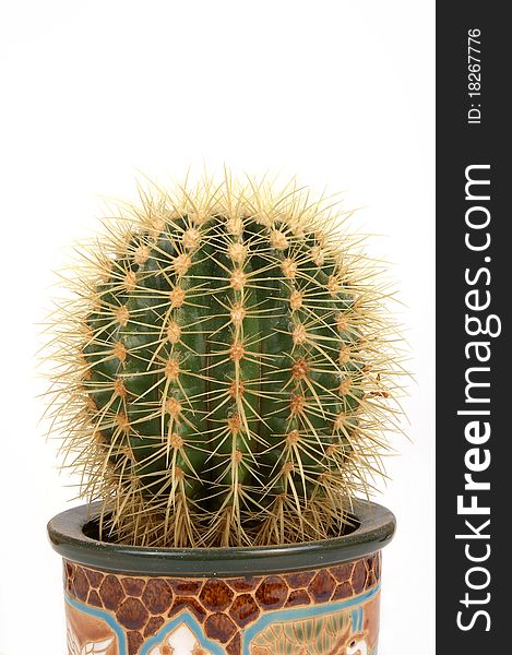 Decorative Cactus