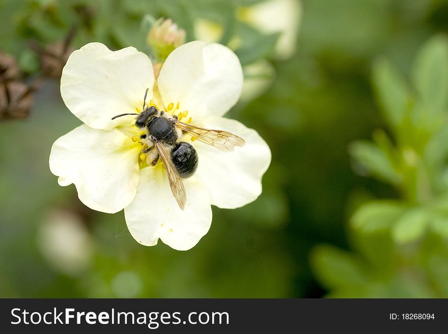 Small wasp sitting on Cinquefoil flower. Small wasp sitting on Cinquefoil flower