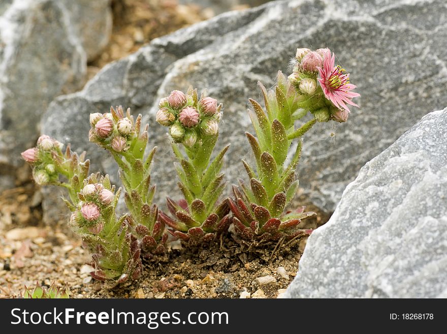 Popular alpine plant with flowers. Popular alpine plant with flowers