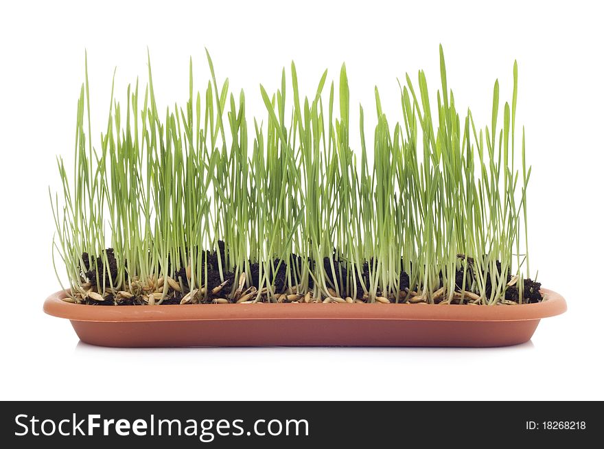 Sprouts of oats on a white background. Sprouts of oats on a white background