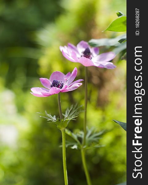 Two anemone flowers in the garden; beautifull bokeh. Two anemone flowers in the garden; beautifull bokeh