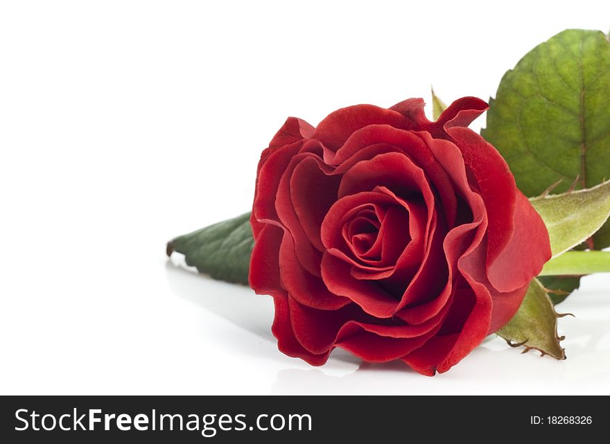 Beautiful red rose