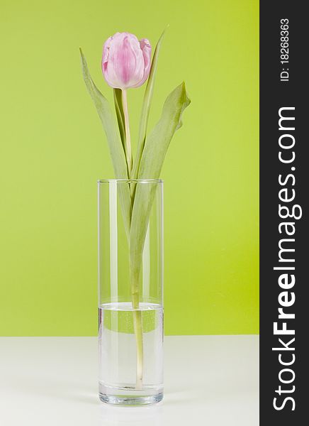 Beautiful fresh pink tulip for your design