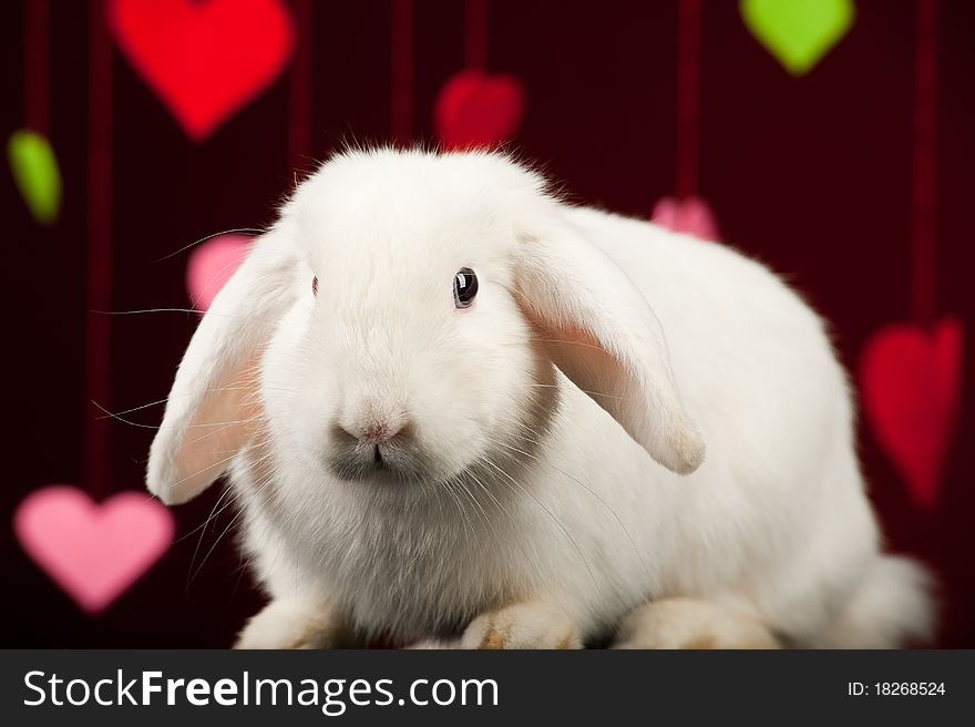 White rabbit with colored valentines. White rabbit with colored valentines.