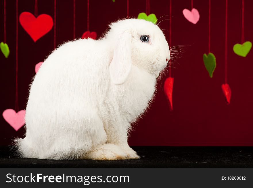 White rabbit with colored valentines on background. White rabbit with colored valentines on background.