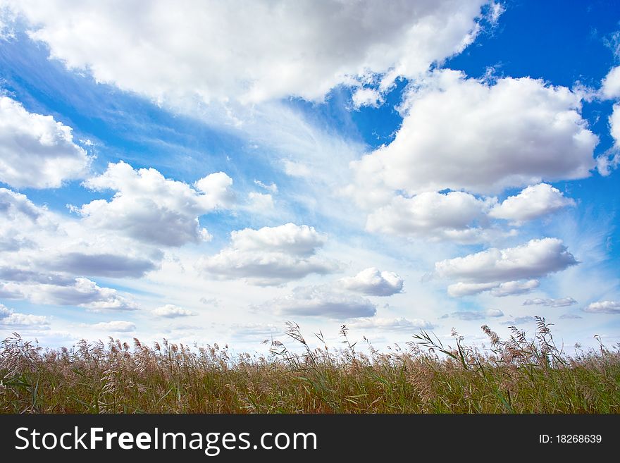 Marshland grass with cloudscape in autumn. Marshland grass with cloudscape in autumn