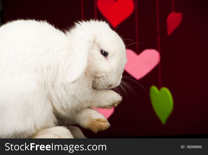 White rabbit washing his paws. White rabbit washing his paws