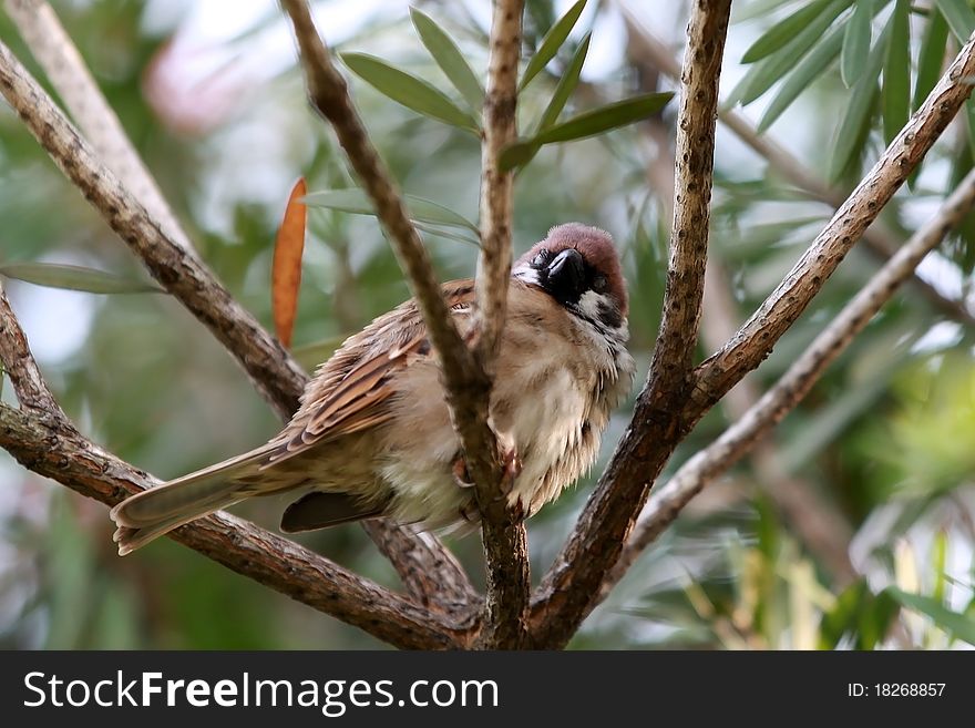 This Eurasian Tree Sparrow is resting on a windy day early evening. It expanded it's feather to keep warm. This Eurasian Tree Sparrow is resting on a windy day early evening. It expanded it's feather to keep warm.