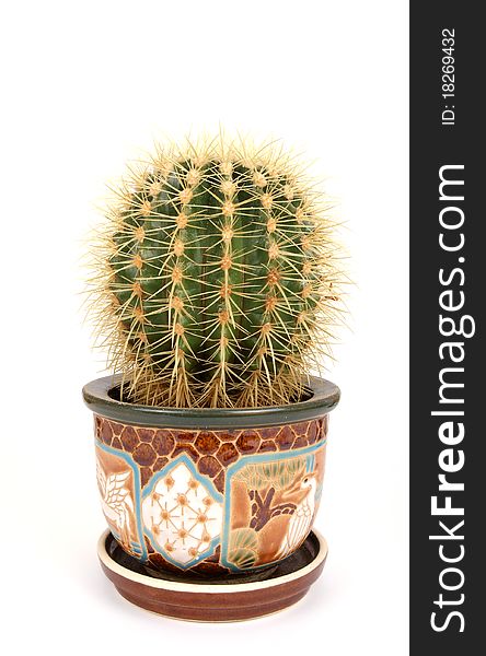 Decorative cactus on a white background