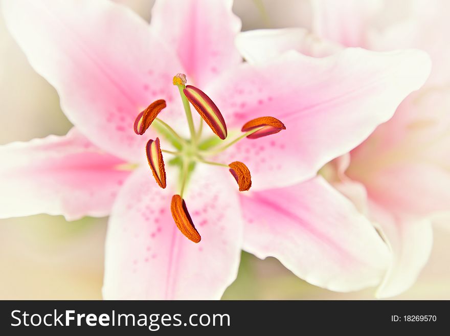Pink and white lillies flowers. Pink and white lillies flowers