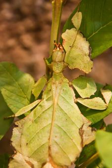 Leaf Insect Royalty Free Stock Images