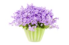 Campanula Flowers Isolated On White Background Royalty Free Stock Images Campanula Flowers Isolated On White Background Royalty Free Stock Images