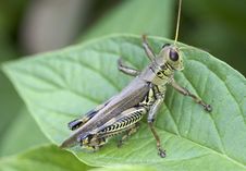 Grasshopper Resting On A Dogwood Leaf Stock Image Grasshopper Resting On A Dogwood Leaf Stock Image