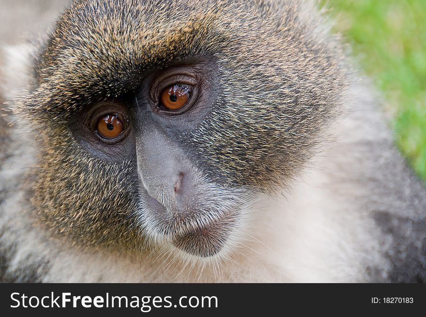 A portrait of a Sykes' monkey as he stares longingly into the distance in the Mount Kenya Wildlife Conservancy, Kenya.