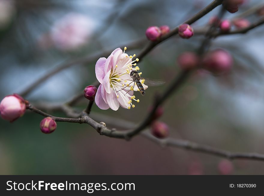 March beautiful flowers blooming peach. March beautiful flowers blooming peach