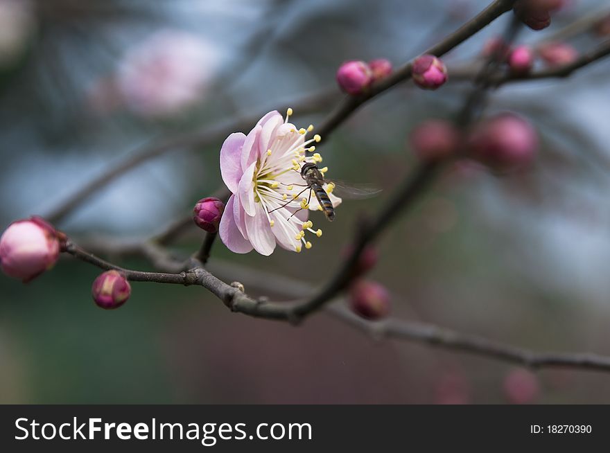 Peach blossom