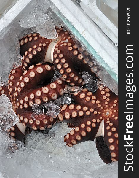 Fresh octopus placed in a box of ice.