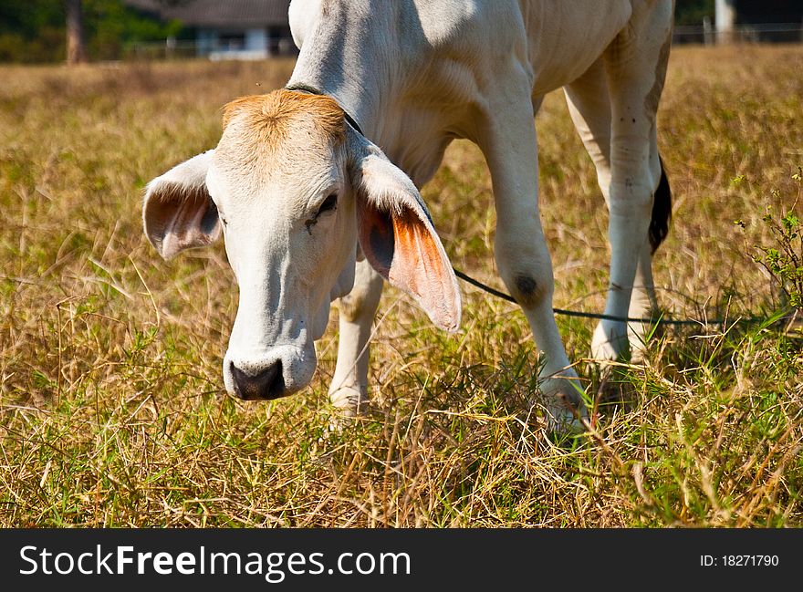 Thai cow in the field