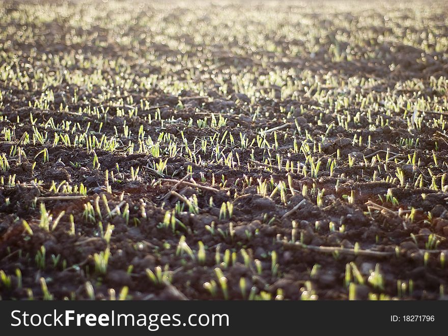 Field Of Growing Corn