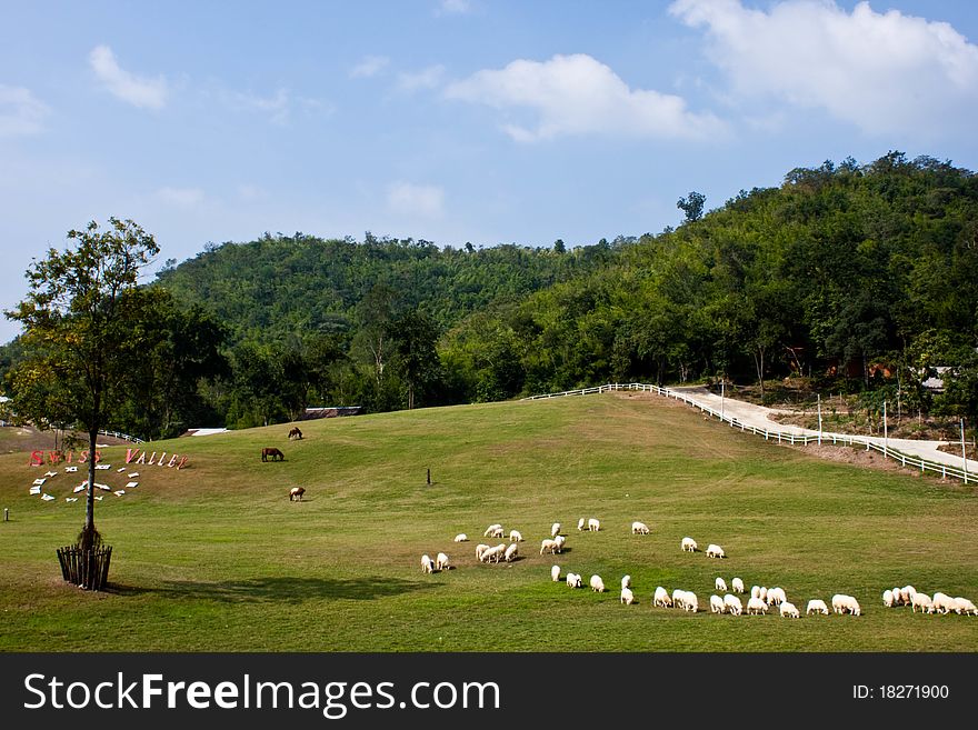 Many sheep on a hill