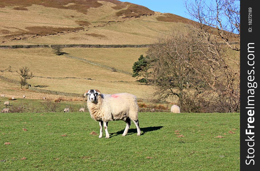 A Hillside Sheep on a Bright Sunny Day.