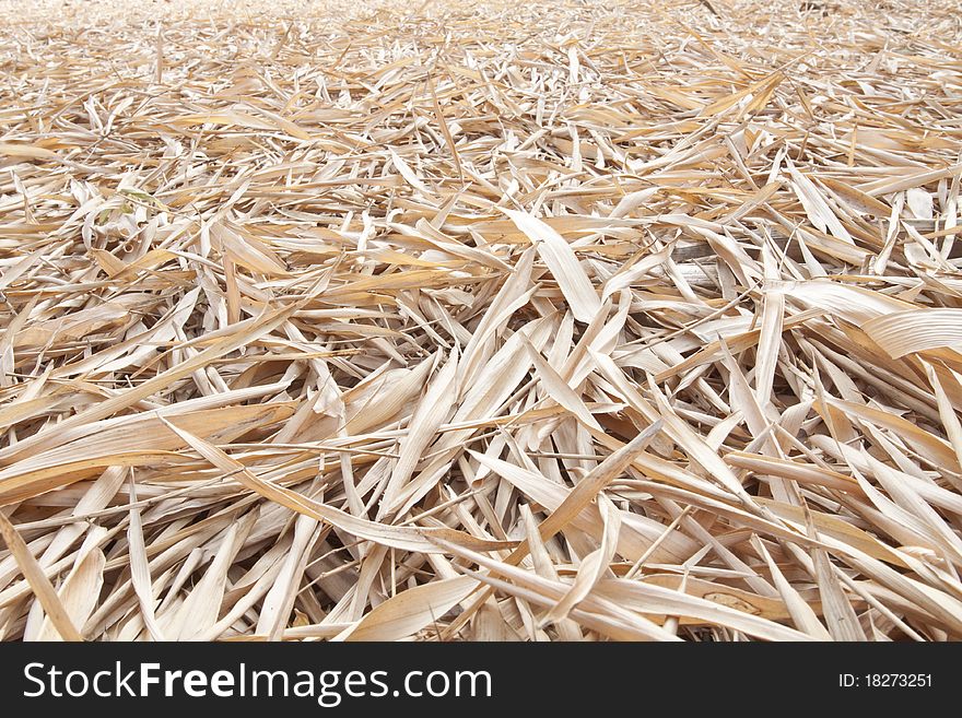 Dried bamboo leaves falling on the ground of the bamboo forest