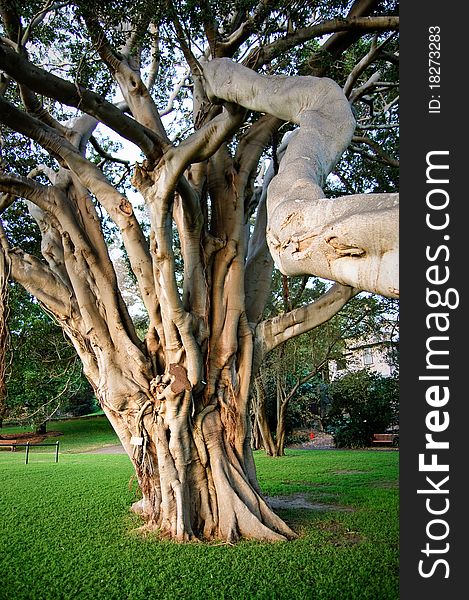 A unqiue old tree with many branches in a park