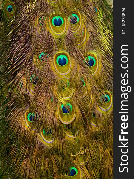 Detail of a male peacock tail with brilliant colors eyes and textures. Detail of a male peacock tail with brilliant colors eyes and textures.