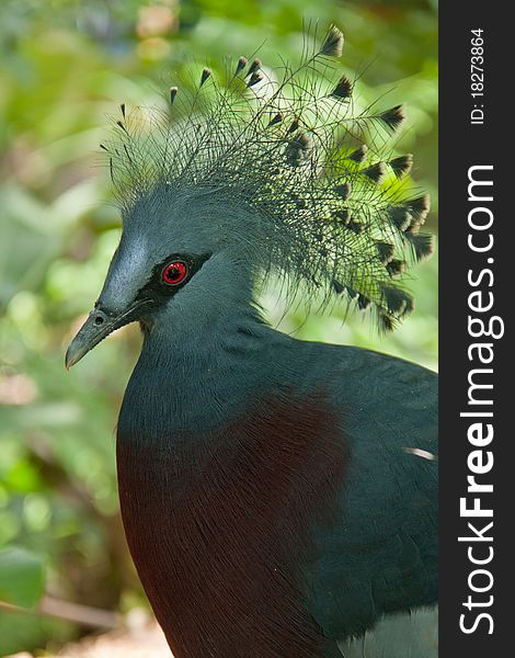 Victoria Crown Pigeon on the grass