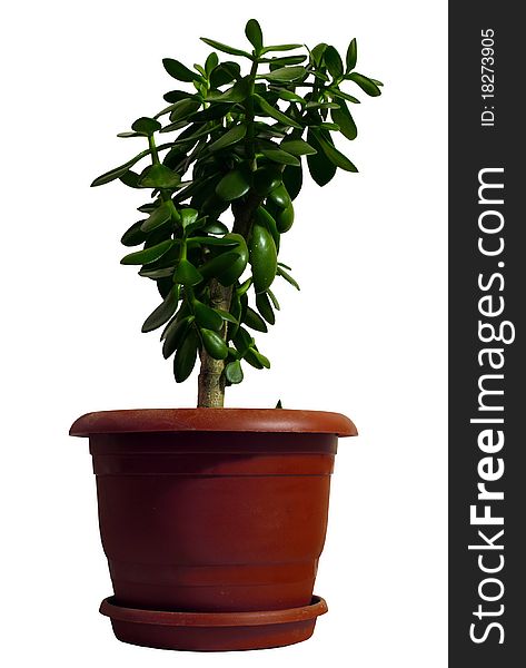 Green bush in a red pot isolated on a white background close up. Green bush in a red pot isolated on a white background close up