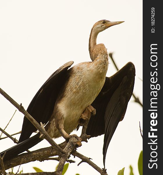 Along the Gambian creeks the African Darter can often be seen with extended wings as it tries to dry up it´s plumage.