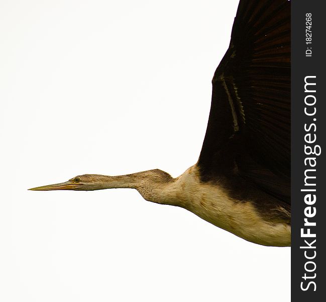 African Darter Flight Portrait