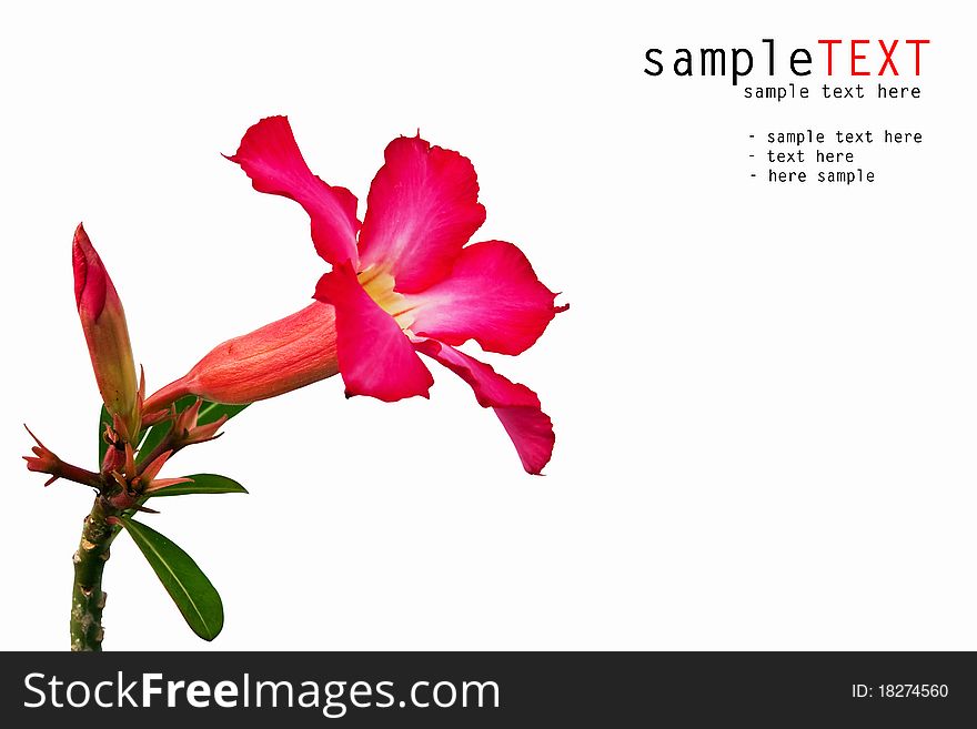 Pink impala lily