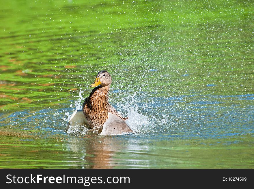 Duck splashing water in the colorful pond made by reflections of green trees.