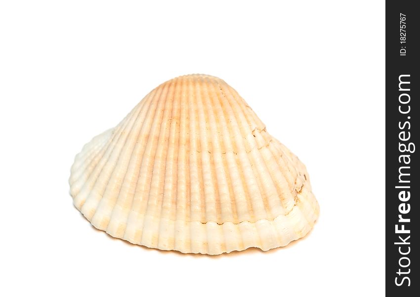 Sea shell isolated on the white background. Sea shell isolated on the white background.