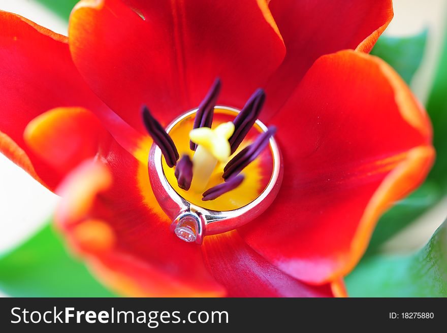 A gold ring with diamonds in tulip. A gold ring with diamonds in tulip