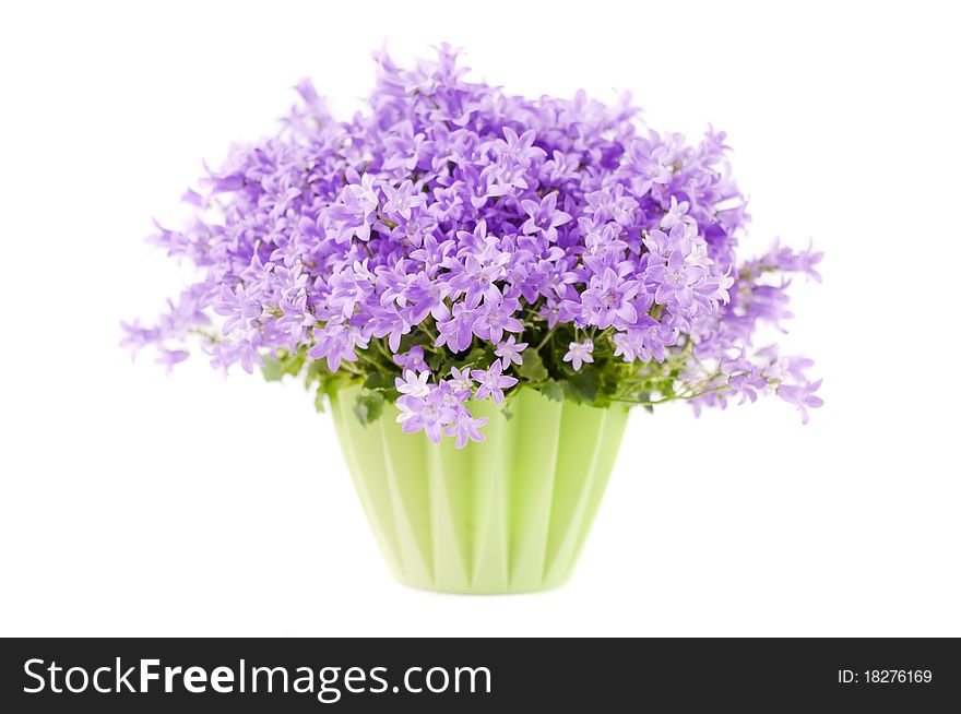 Campanula Flowers Isolated On White Background