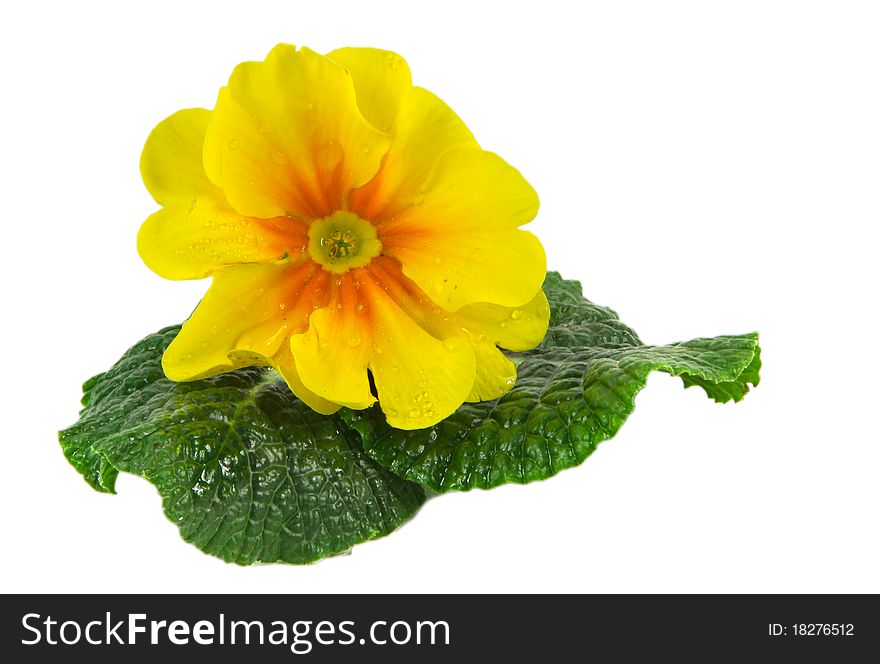 Yellow polyanthus spring seasonal flower