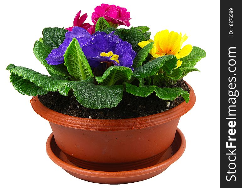 Colour polyanthus flower spring pot. Colour polyanthus flower spring pot