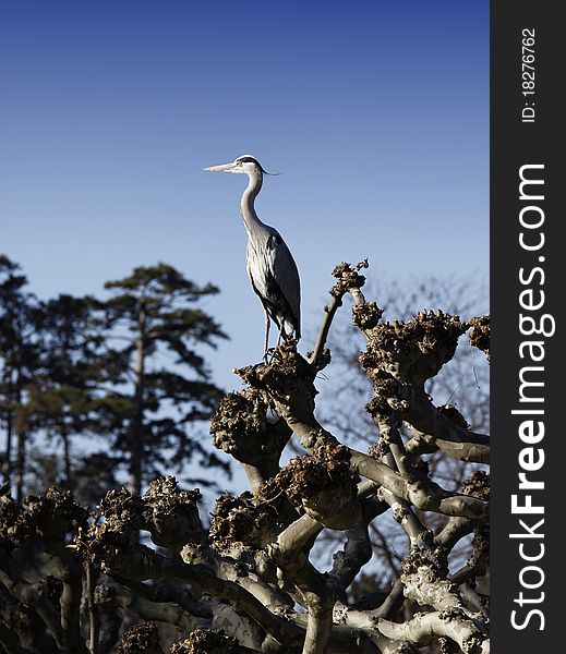 Great heron on a tree