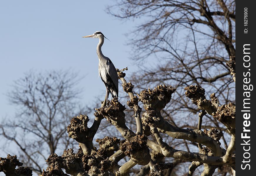 Great heron on a tree