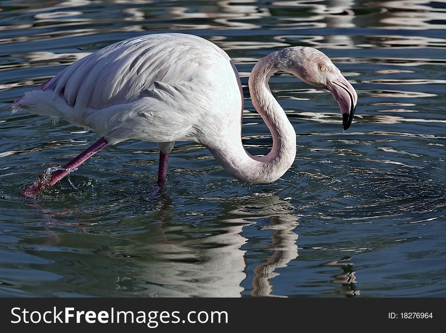 Flamingo in the water to a pond