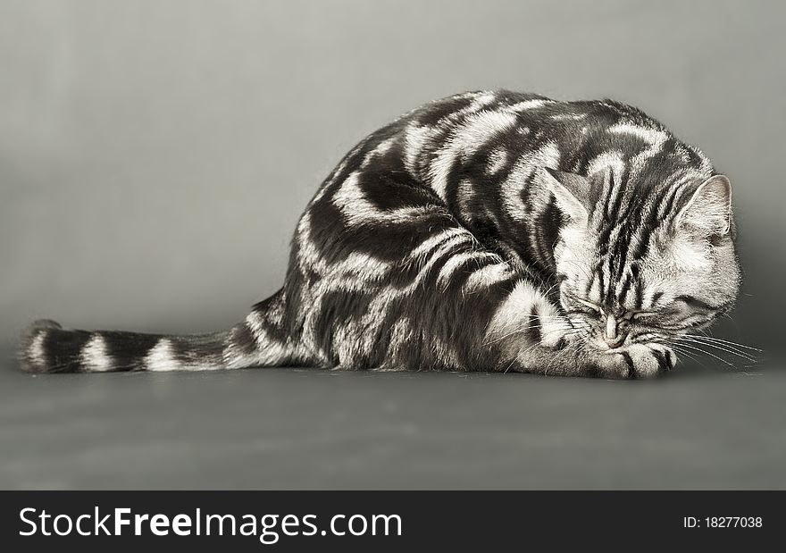 A marble british cat sitting calmly over a grey background. A marble british cat sitting calmly over a grey background