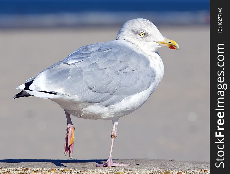 A telephoto of a sea gull. A telephoto of a sea gull