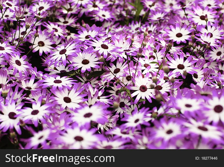 Purple and white daisies background